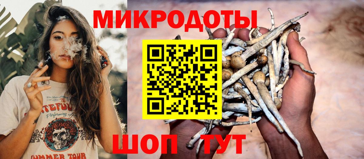Псилоцибиновые грибы Psilocybe Соликамск